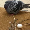 boseidono