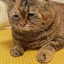 avatar Herr Vorragend 🕊