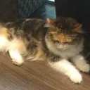 okuchan