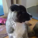 sharalei