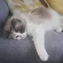 fuzzyduckzy