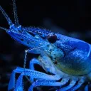 rexexellus