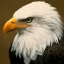 eagle51_mike