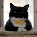 lynxbite