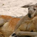 holein1kangaroo9853