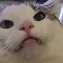 sirknoppas