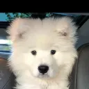 zleepysloth