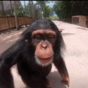 chimpanzee21