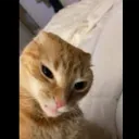loafcat3008 avatar