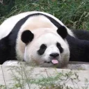 pandacornioh