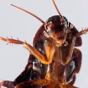 roachboi361