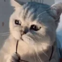 autoscalp