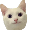 politeboy