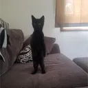 jori_