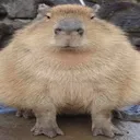 thefirefox165