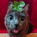 avatar cartadahusky