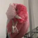 _elyani_