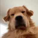 rainpuddlez