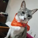 bunnylimon
