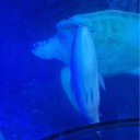 avatar Sarcastic_Asteria