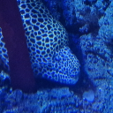 avatar Sarcastic_Asteria