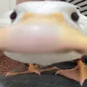 chunkiw