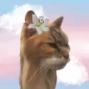 dallaspullaa avatar