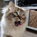 avatar Anniebelly