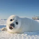 fluffy_seal7324