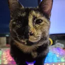 katbuggle