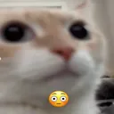 muris_