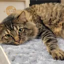 crankykitty