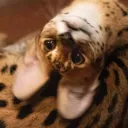 koary