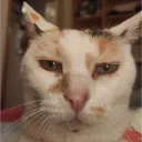 moldovv