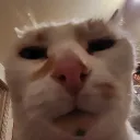 moldovv
