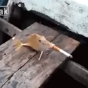 gryxz