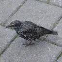 gradientgray