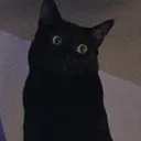 theheckingfrog