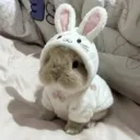 cutefathamster