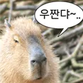 damdam77_