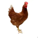 xchickenxslayerx