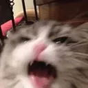 savvyravioli