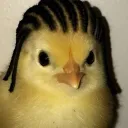 pollosucio