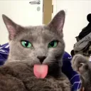 catto4828