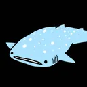starcoppa