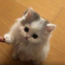 fyrfyrik#3963's avatar