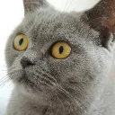 catotune