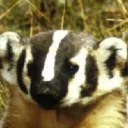 doctorbadger76