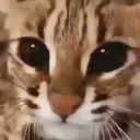 ltchaotic