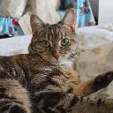 cat_sims26